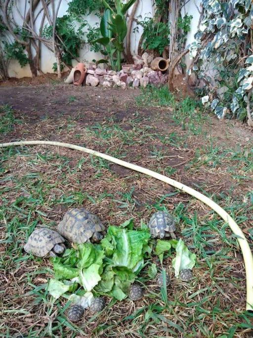 Etage De Villa Avec Jardin, Pres De L'Aireport Et Parking Prive Ariana Extérieur photo